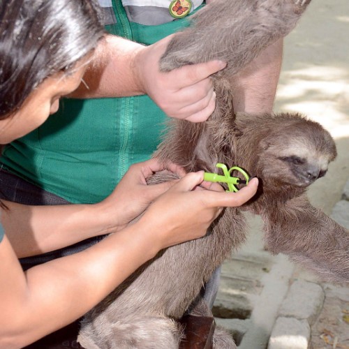 BM: Microchipagem de preguiças é iniciada no Parque Centenário
